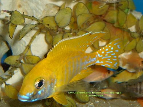 malawisee buntbarsche aus hobbyzucht abzugeben