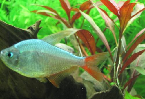  rot blaue kolumbianer salmler hyphess columbianus