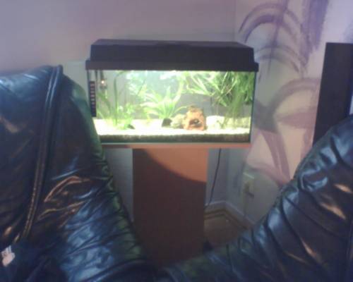 verkaufe aquarium mit cpo und schoko krebsen unterschra