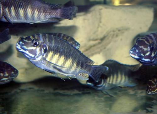 petrochromis orthognatus ikola