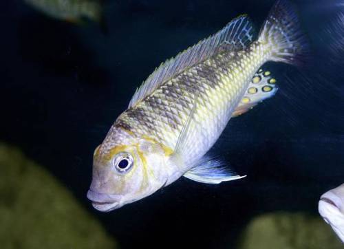 petrochromis orthognatus tricolor