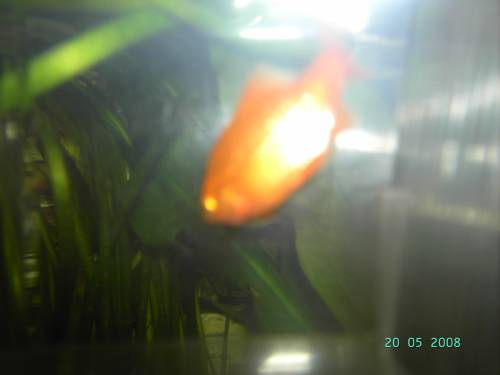 prachtschmerlen prachtbarben und lebendgeb�rende