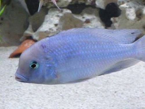 malawibarsche aus hobbyzucht