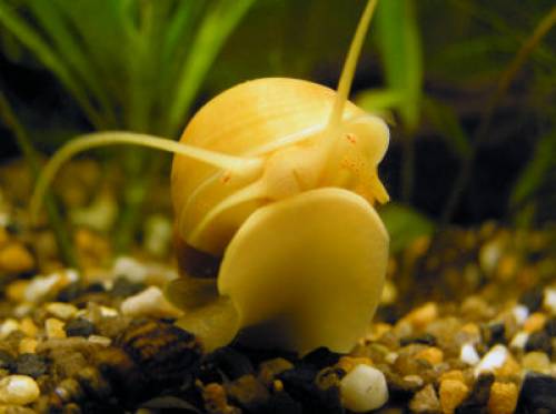 diverse apfelschnecken