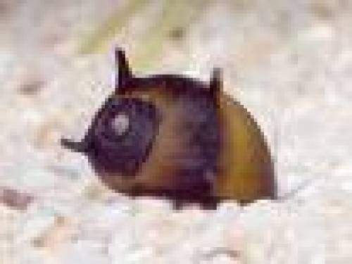 geweihschnecken teufelsh�rnchen