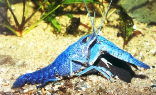 blaue floridahummer