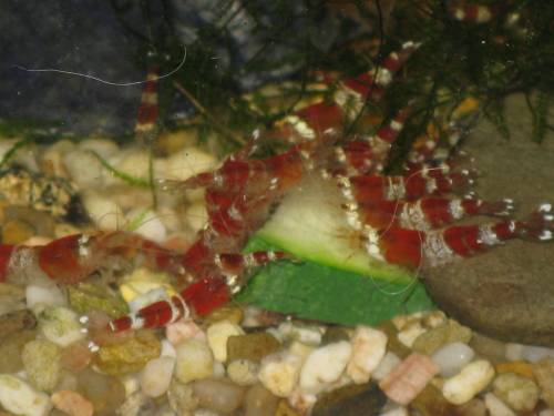 red crystal redbee hummelgarnele