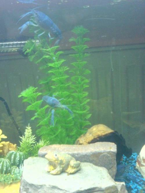 krebs blauer floridahummer procambarus alleni