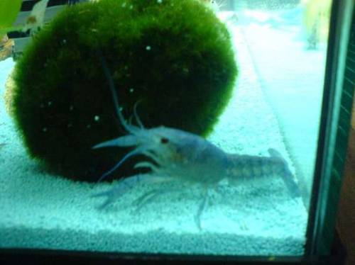 blauer floridakrebs procambarus alleni
