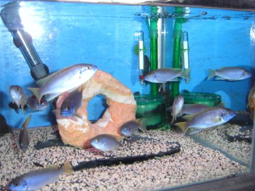 pseudotropheus aceii