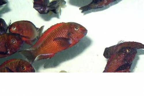  tropheus red ndole verkauf oer tausch