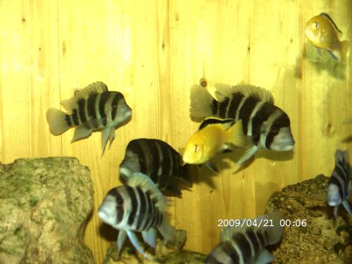 aquarium mit c frontosa