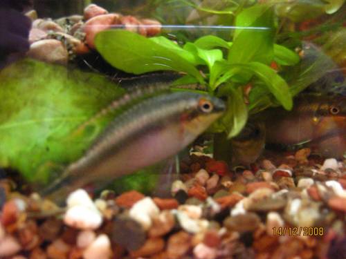 purpurprachtbarsche pelvicachromis pulcher