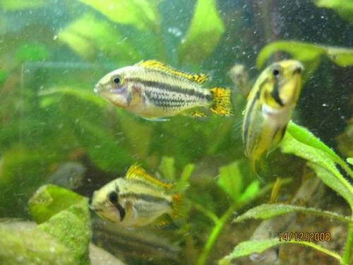 kakaduzwergbuntbarsch apistogramma cacatuoides