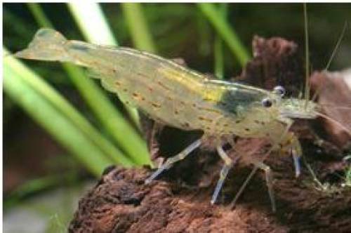 amanogarnele caridina japonica multidentata