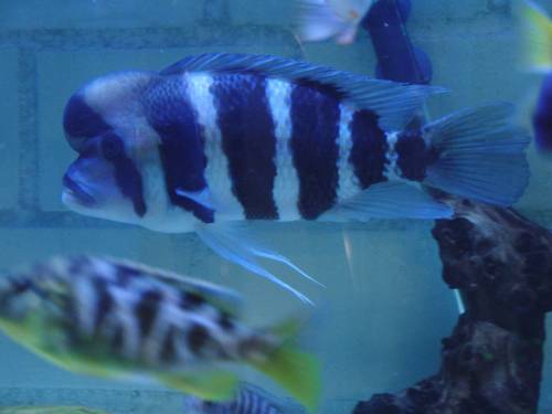  groer buckelkopf frontosa