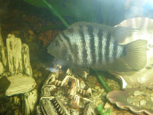  cichlasoma nigrofasciatum zebrabuntbarsch