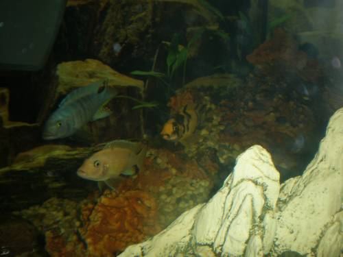  pseudotropheus estherae