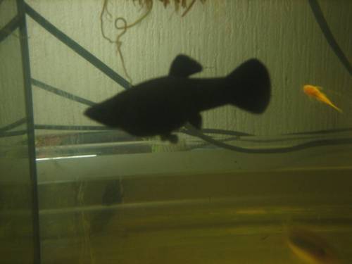 black molly