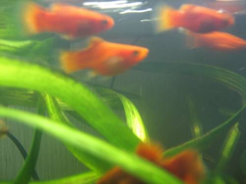 corallen platy