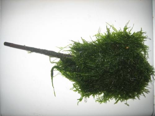 javamoos am bambusstab