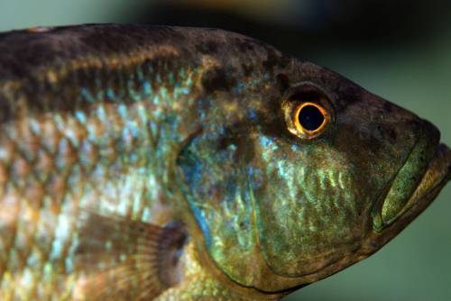 malawi nimbochromis polystigma wf nz