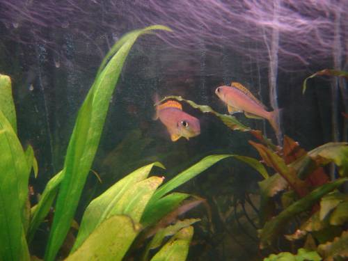  xenotilapia flavipinnis kasanga wf zu verkaufen