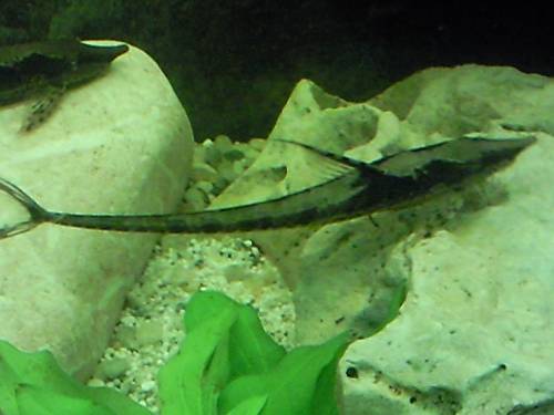 suche dringend sturisoma goldbartwels