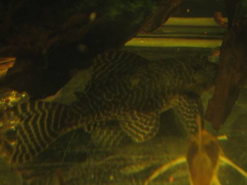 ausgewachse l king tiger