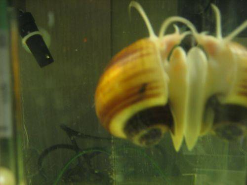 apfelschnecken f�rs aquarium