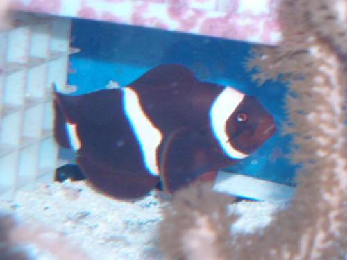 premnas biaculeatus samtanemonenfisch zu verschenken