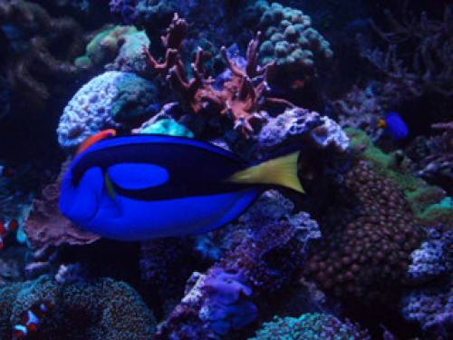 paletten dok santanemonenfisch abzugeben