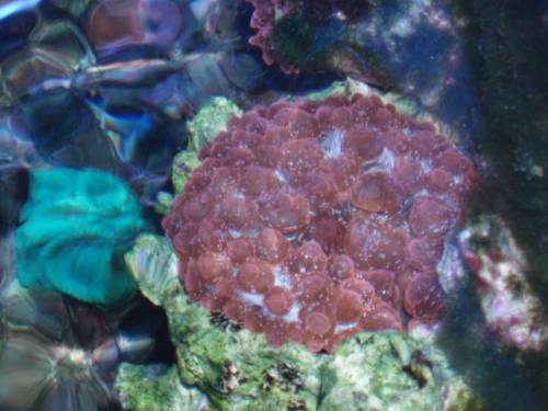 biete verschiedene korallen zum kauf oder tausch an