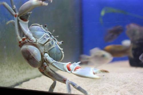 potamonautus orbitospinus blaue malawikrabbe