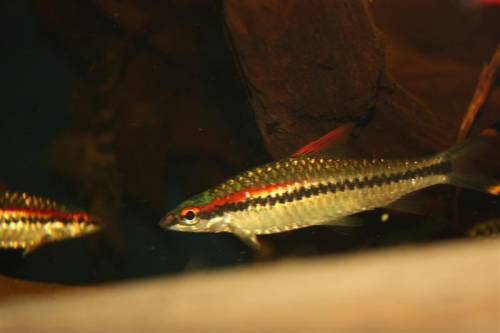 indische prachtbarbe puntius denisonii