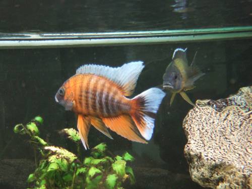 malawi tanganjikaseecichliden g�nstig abzugeben