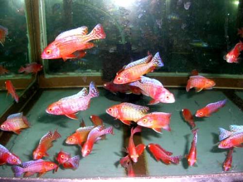 aulonocara fire fish albino