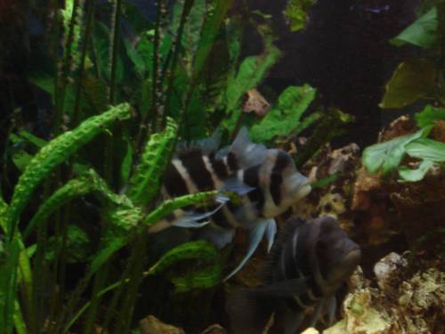 frontosa er gruppen zu verkaufen blue mpimbwe