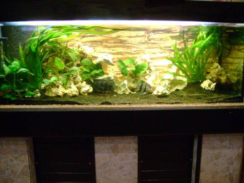 aquarium x mit aquamedicleuchte