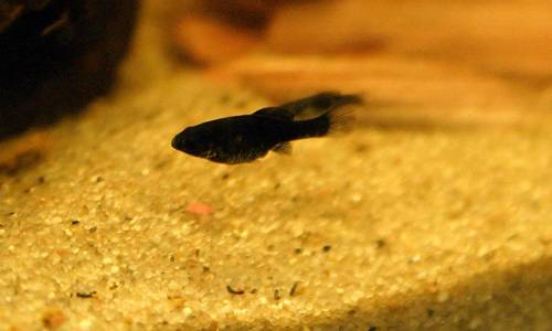 black molly jungtiere