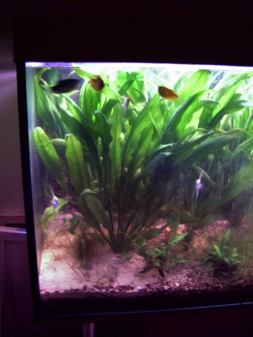 wasserpflanze cm hoch echinodorus bleheri