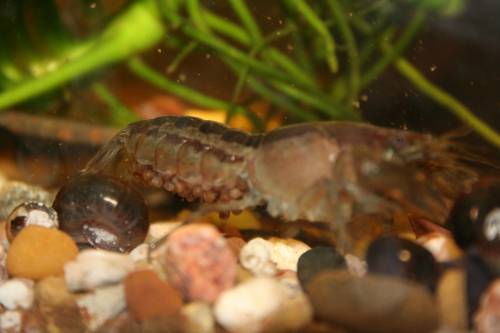 cambarellus chapalanus