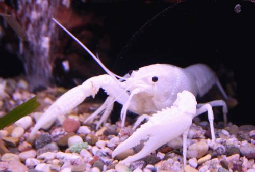 procambaus clarkii amerikanischer sumpfkrebs white