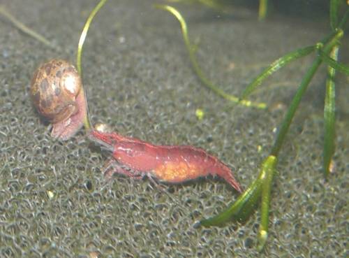 sch�ne red firegarnelen abzugeben