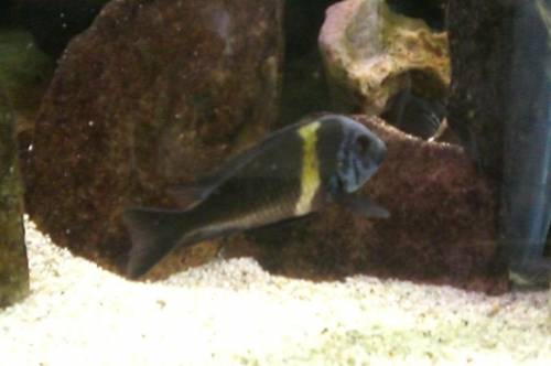 tropheus bemba und dubiosi maswa gruppe komplett