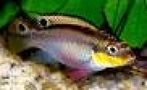 pelvicachromis taeniatus nigeria red