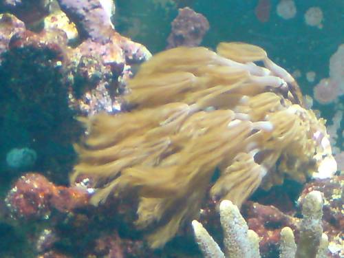 zartes gefieder aus dem meer