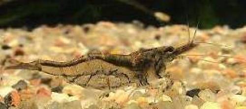 algenproblem i aquarium x sri lanka zwerggarnelen