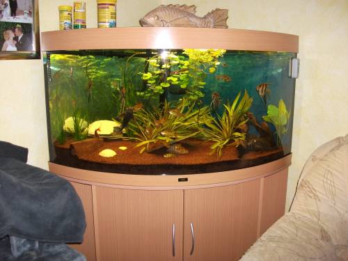 juwel eckaquarium trigon mit panoramascheibe 