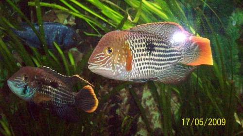 blaupunkt buntbarsche